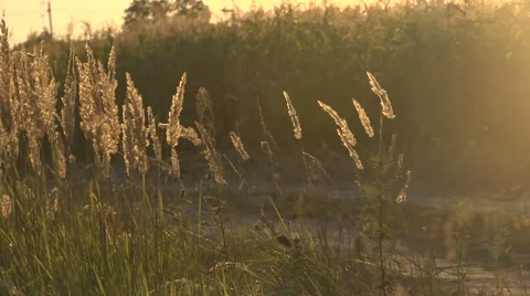 Grass and dust in the wind Stock Footage 54208598