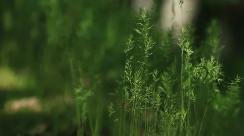 Grass and ears in the forest Stock Footage 54953435