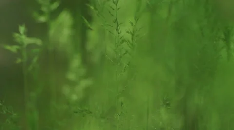 Grass and ears in the forest Stock-Footage 54953481