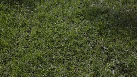 Grass And Fallen Leaves In Garden 02 Stock Footage 330215440