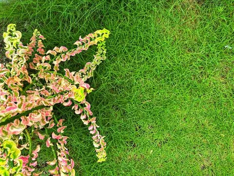 Grass and flower background Stock Photos