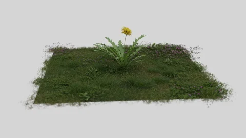 Grass and flower, CG Stock Footage 247447023