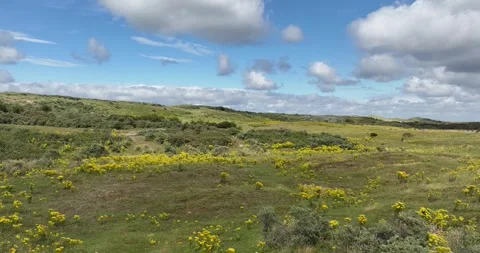 Grass and flower dune landscape in front of the dutch coast line, Zeeland, The Vidéo 281595578