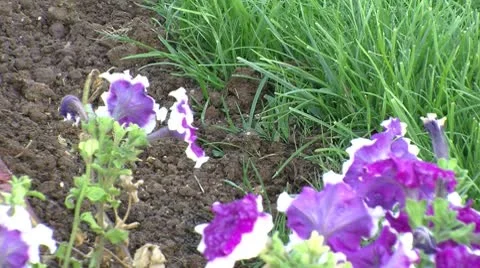 Grass and flower 動画素材 8921206