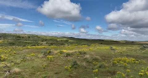 Grass and flower landscape in front of the dutch coast line, Zeeland, The Stock Footage 280836593