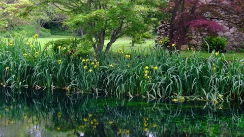 Grass and flower reflections on water on river shore impressionist garden pond Stock Footage 107889887