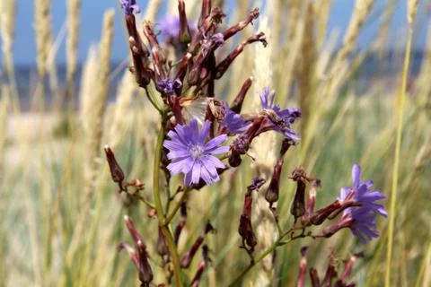 Grass and flowering chicory on the sandy shore of the Baltic Sea. Ragakapa Na Stock Photos