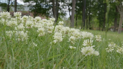 Grass and Flowering Clover Stock Footage 277303529