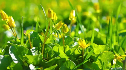 Grass and flowers Stock Footage 22826412