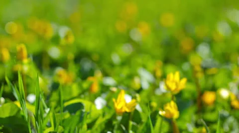 Grass and flowers Stock Footage 22826504