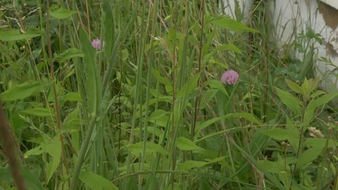 Grass and Flowers 스톡 동영상 78690852