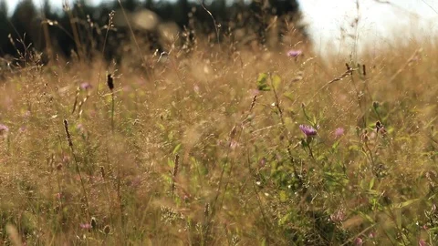 Grass and flowers Stock Footage 89656980