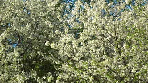Grass and flowers Stock Footage 274555602