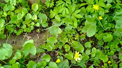 Grass and flowers Stock Footage 332018300