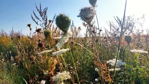 Grass and Flowers Move Gently in the Wind During a Sunny Day in the Field Stock Footage 345365075