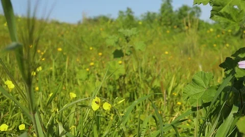 Grass and flowers in spring sunny day Stock Footage 104196033