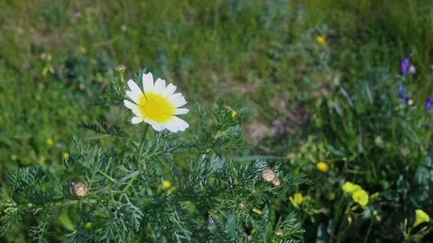 Grass and flowers in spring sunny day Vídeo Stock 104196365