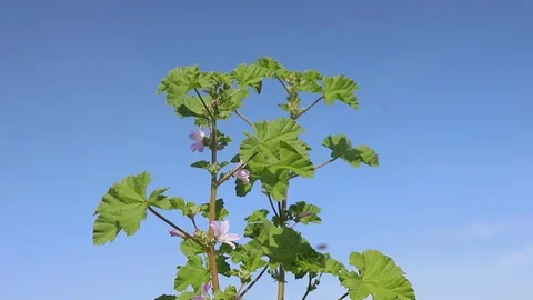 Grass and flowers in spring sunny day Stock Footage 104197716
