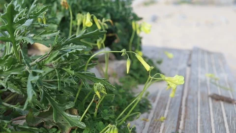 Grass and flowers in spring sunny day Stock Footage 104198634