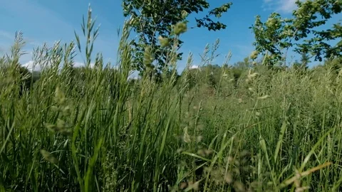Grass and flowers swayed by the wind Stock Footage 109212734