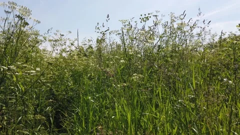 Grass and flowers in the wind in the field Stock Footage 133545106