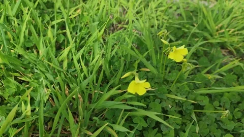 Grass and Flowers in the Wind.  Stock Footage 190065619