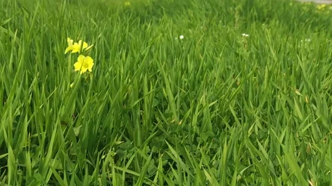 Grass and Flowers in the Wind. Stock Footage 190066031