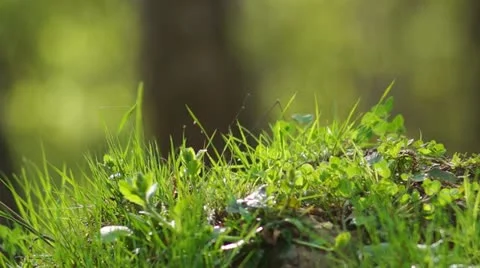 Grass and fly insects on small wind in forest Stock Footage 11250472