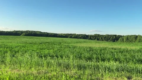 Grass and forest blur past the car window as the drive continues into a cle.. Stock Footage 338397954