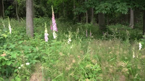 Grass and forest Stock Footage 169963425
