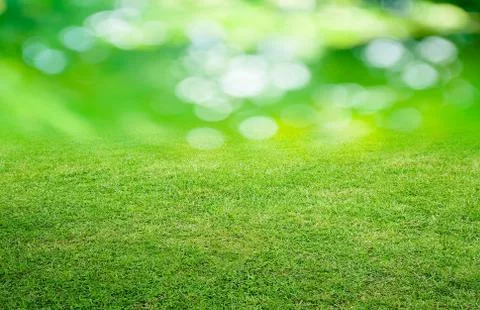Grass and green background Stock Photos