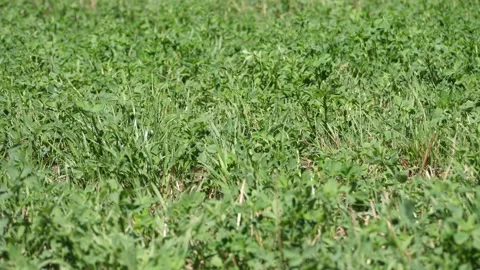 Grass and greens in breeze Stock Footage 152664346