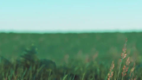 Grass and horizon during daylight under clear sky with no clouds Stock Footage 340026215