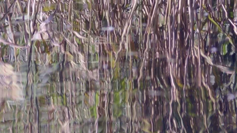 Grass and it’s reflection on water surface of pond Stock Footage 120650078