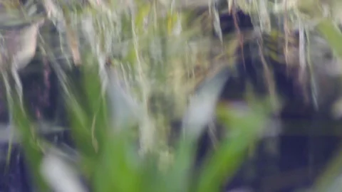 Grass and it’s reflection on water surface of pond Video stock 120651624