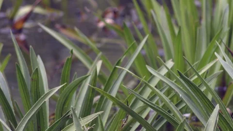 Grass and it’s reflection on water surface of pond Stock Footage 120651777
