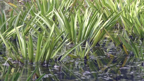 Grass and it’s reflection on water surface of pond Stock Footage 120651999