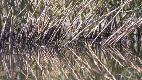 Grass and it’s reflection on water surface of pond Stock Footage 120652128