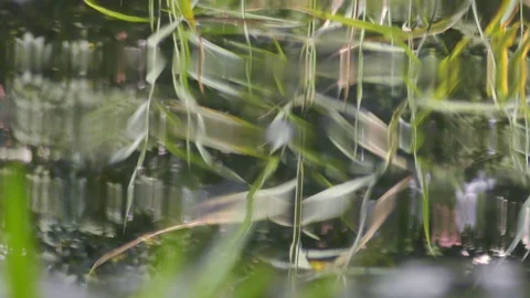 Grass and it’s reflection on water surface of pond Stock Footage 120652174