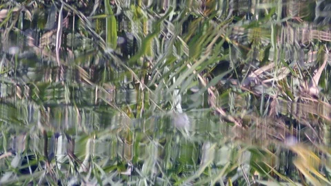 Grass and it’s reflection on water surface of pond Stock Footage 120652175