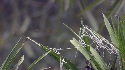 Grass and it’s reflection on water surface of pond Stock Footage 120653314