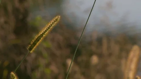 Grass and Lake Stock Footage 69191749