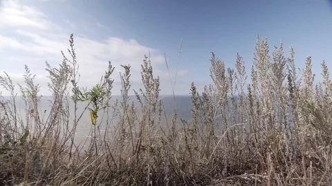 Grass and lake Stock Footage 75779589