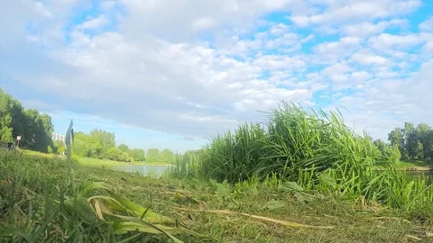 Grass and lake in summer park timelapse 스톡 동영상 82986653