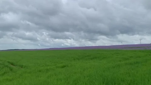Grass and lavender landscape 스톡 동영상 134506055