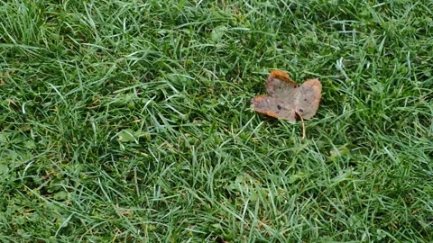 Grass and a leaf Video stock 286807000