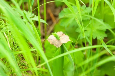 Grass and leaf Foto stock