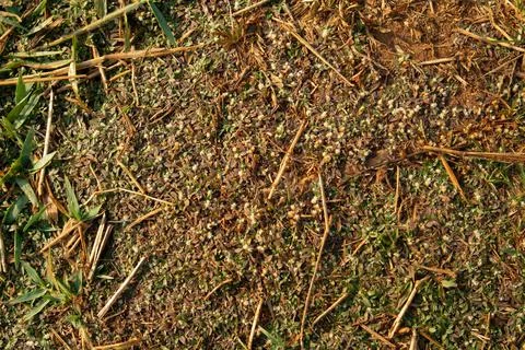 Grass and Leaf Texture Image Stock Photos