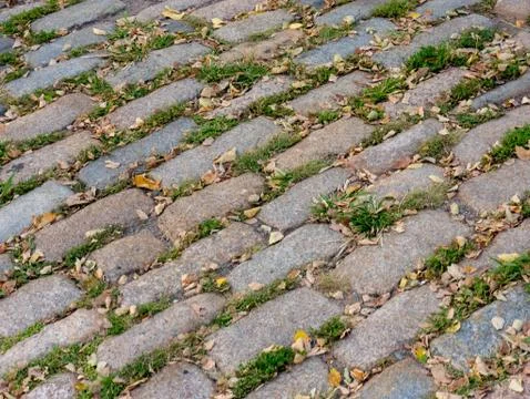 Grass and leafs overtaking cobblestone Stock Photos