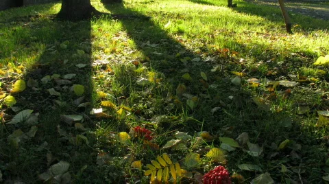 Grass and leaves Stock Footage 270948